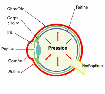 anatomie-oeil-02