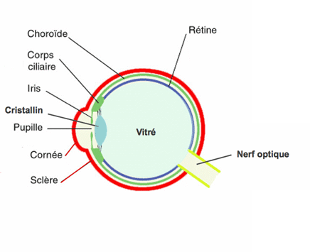 Europhta / Pathologies